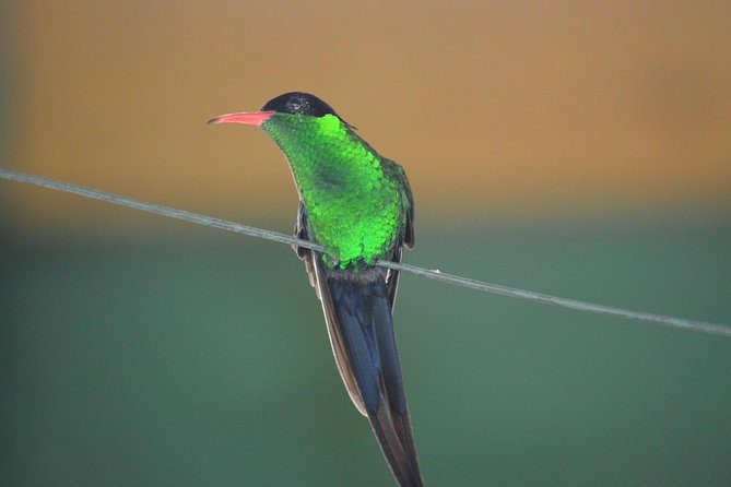 Bird Watching Tour in St Lucia - Quick Takeaways