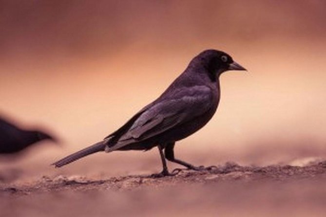 Bird Watching Tour in St Lucia - Morning Pickup From Cap Estate: Start Time, Transport, and Pace