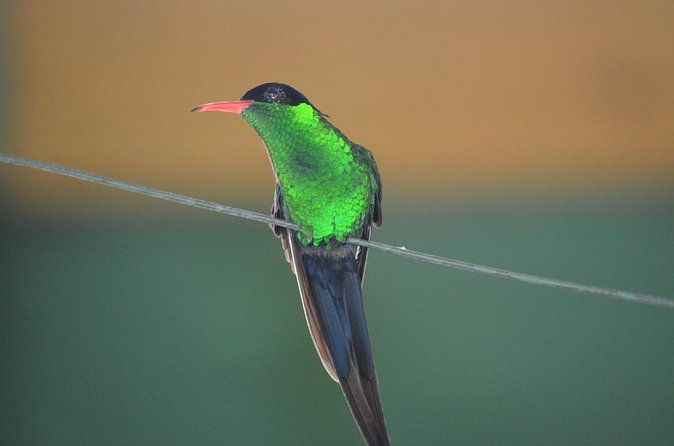 Bird Watching Tour in St Lucia - Trail Time and Comfort: Sturdy Shoes, Wind-Ready Scanning, and Birding Etiquette
