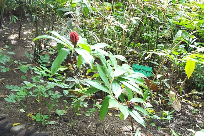 Bird Watching Tour in St Lucia - Which Birds You Might See, and How to Manage Expectations