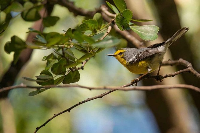Bird Watching Tour in St Lucia - Who Should Book This Bird Watching Tour (and Who Might Skip It)