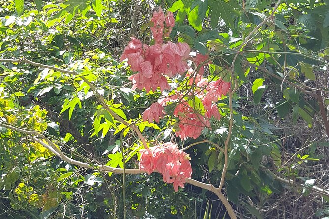 Bird Watching Tour in St Lucia - My Booking Checklist Before You Go