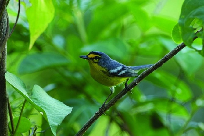 Bird Watching Tour in St Lucia - Choosing the Right Birding Spot: Praslin, Dennery, Forestiere, Des Cartier, Millet