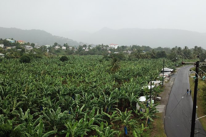 Cruise Excursions in St. Lucia - La Soufriere Drive-In Volcano and Volcanic Hot Springs Time
