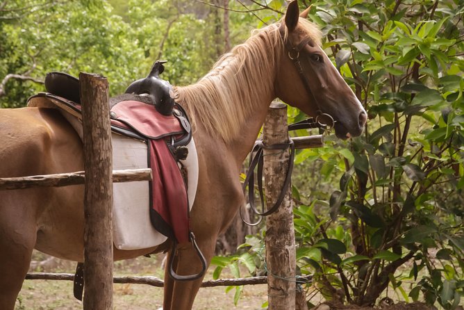 East Coast Horseback Riding & Waterfall Excursion - What to pack for an east coast ride, especially if you hate bugs