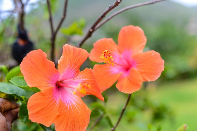 Essence of St Lucia Heritage Experience - Who this tour suits best, and who should think twice