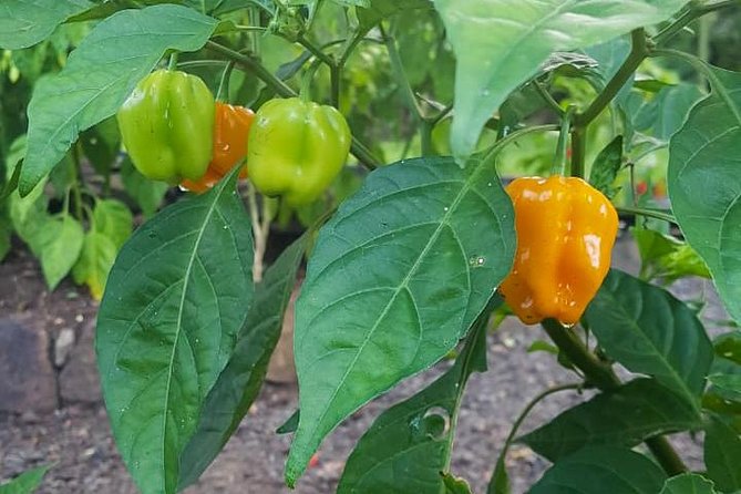 Flavors of St Lucia Culinary Experience - Timing and Logistics: Making It Work on a Shore Day