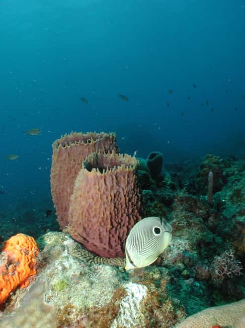 From Castries: St. Lucia Scuba Diving Excursion - Key highlights worth planning around