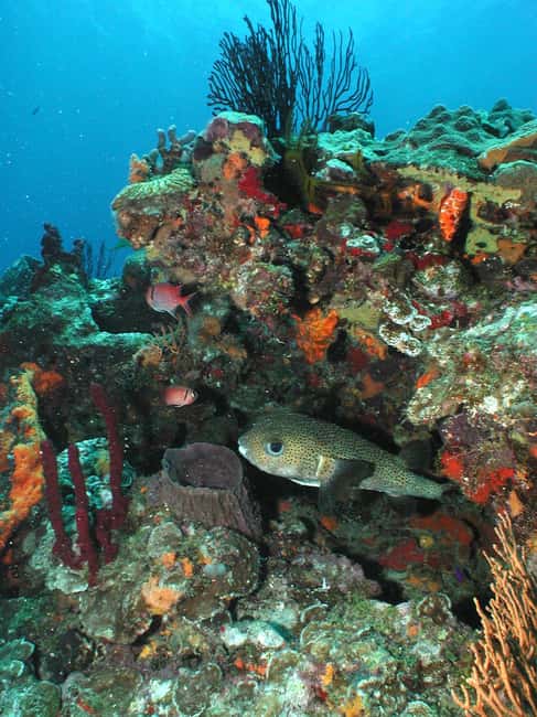 From Castries: St. Lucia Scuba Diving Excursion - Soufriere wall and drift routes: more vertical, more motion