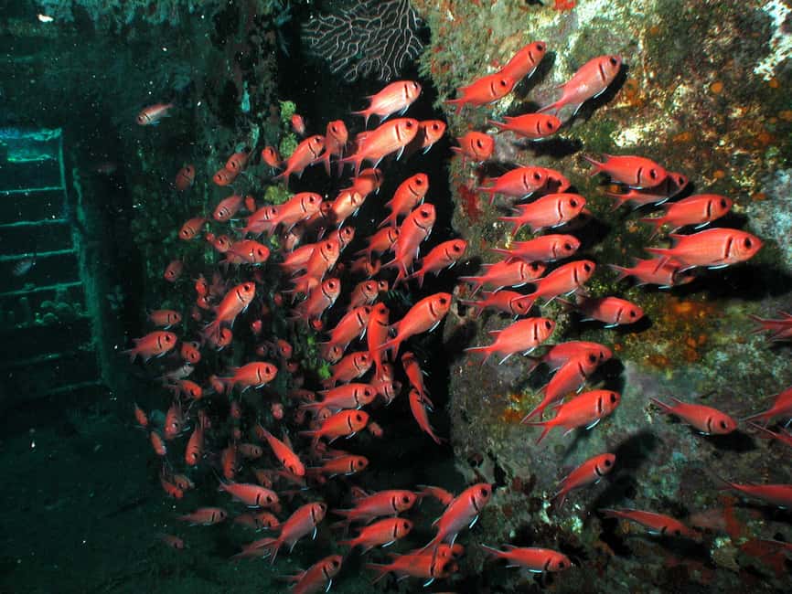 From Castries: St. Lucia Scuba Diving Excursion - Fitness and eligibility: who should book, and who should skip