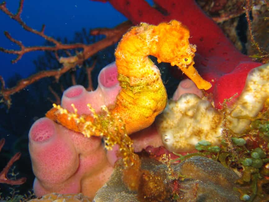 From Castries: St. Lucia Scuba Diving Excursion - Price value: is $116 fair for a 5-hour underwater program?
