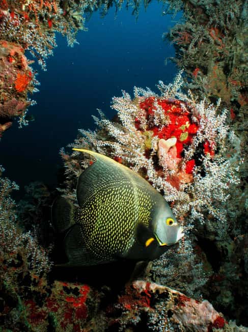From Castries: St. Lucia Scuba Diving Excursion - Anse Cochon shipwrecks: the main event