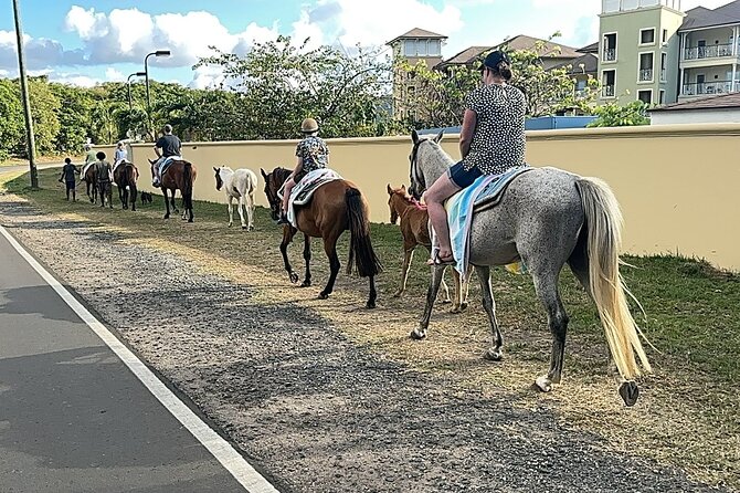 Gros Islet Village Horseback Riding run with Dore's riding Stable - The Piton Beer Stop: A Local Break That Makes Sense
