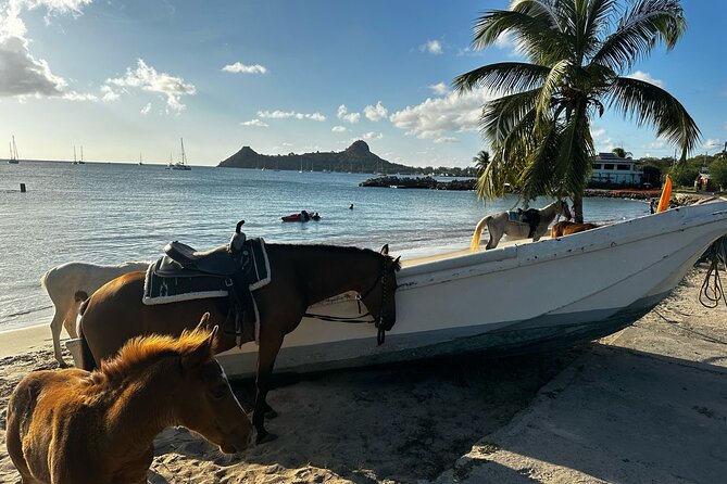 Gros Islet Village Horseback Riding run with Dore's riding Stable - Horses, Guides, and the Comfort Factor on a Day Like This