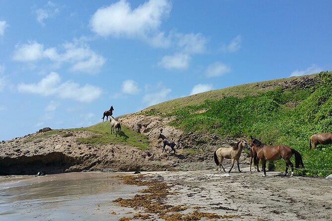 Horseback Riding Adventure Tour in St. Lucia - Trails Through Meadows, Then Down Toward the Atlantic