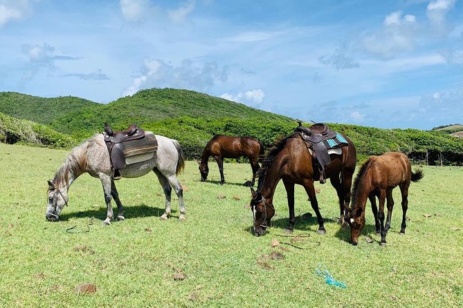 Private Advanced Horseback Beach Ride with Sandy Hoofs St. Lucia - Private ride energy: guides, pacing, and how it feels