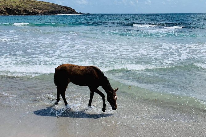 Private Advanced Horseback Beach Ride with Sandy Hoofs St. Lucia - Price and value: why $119 can make sense for the right rider