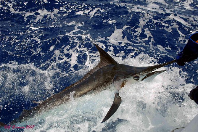 Private Fishing in St Lucia Charters - What you can catch: realistic expectations for dorado, wahoo, tuna, sailfish, and marlin