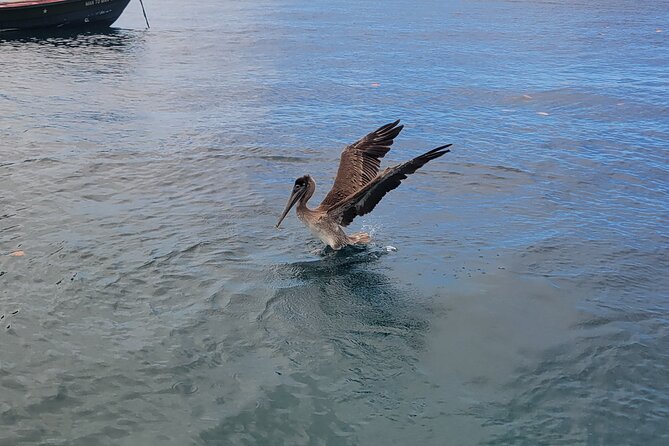 Private Full Day Snorkel Soufriere Charter - Marigot Bay Cruise: Seeing the Coast From Water, Not Just Land