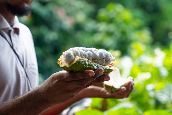 Project Chocolat Tree to Bar Tour at Hotel Chocolat Saint Lucia - Key things to know before you go