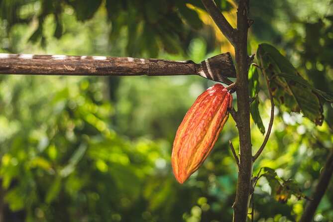 Project Chocolat Tree to Bar Tour at Hotel Chocolat Saint Lucia - Property views, pacing, and what to pack for comfort