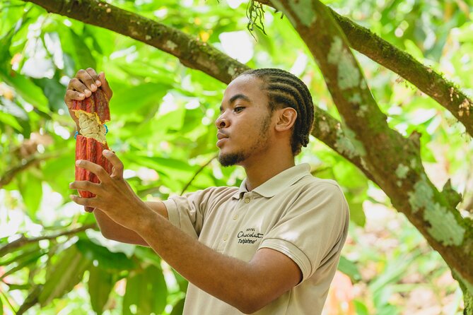 Project Chocolat Tree to Bar Tour at Hotel Chocolat Saint Lucia - Taste cacao, then learn grafting and cultivation the practical way