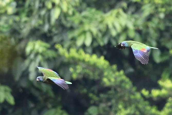 Rain forest and Bird watching - Quick hits before you go