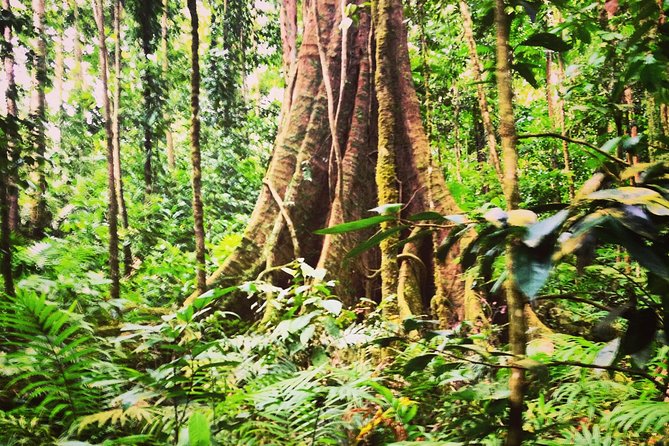 Rain forest and Bird watching - Pickup, timing, and what your morning should feel like