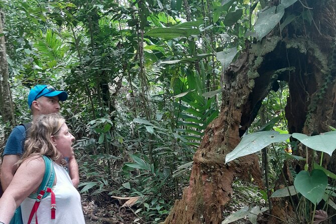 Rain forest and Bird watching - Price and value: is $65 a good deal for a half day?