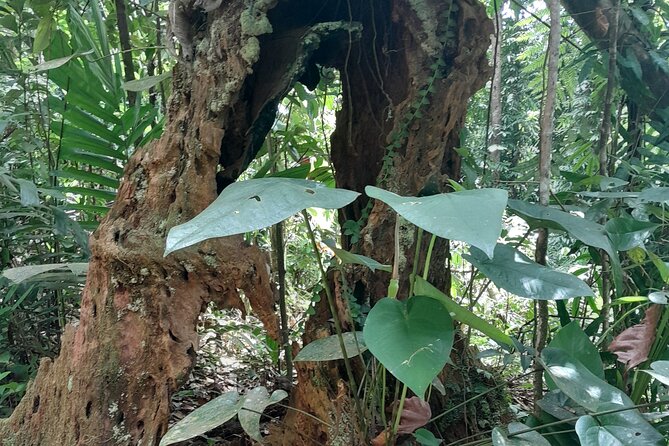 Rain forest and Bird watching - The guide experience: when it goes right, it goes really right