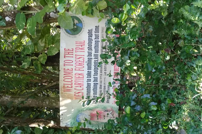 Rain forest and Bird watching - The rainforest walk: your best shot at endemic birds