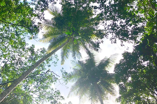 Rainforest Hike and Waterfall Safari - Venus Estate Waterfall: Swimming, Photos, and the Time Crunch