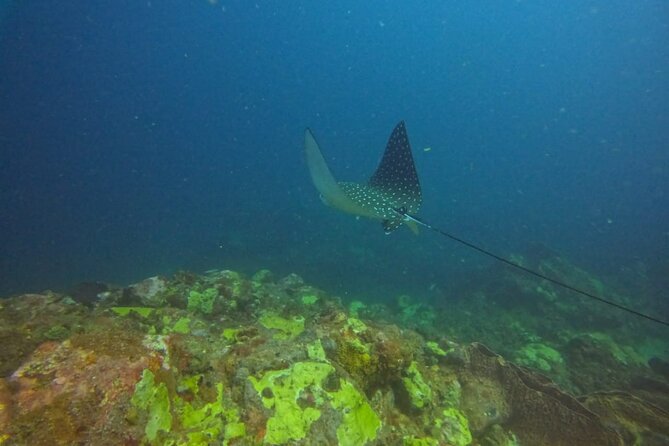 Snorkeling at Pigeon Island - Price and value: is $70 fair for what you get?