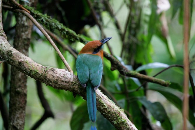 St. Lucia Aerial Tram Tour at Rainforest Adventures - Who should book this aerial tram, and who should choose another plan