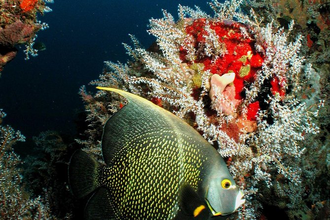 St Lucia Certified Scuba Diving Tour - Key highlights you should know first