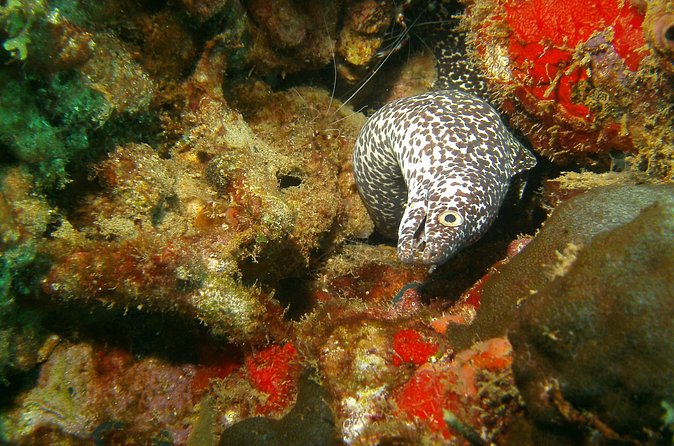 St Lucia Certified Scuba Diving Tour - How they choose your underwater sites: Soufriere, Anse Chastanet, and Anse Chochon