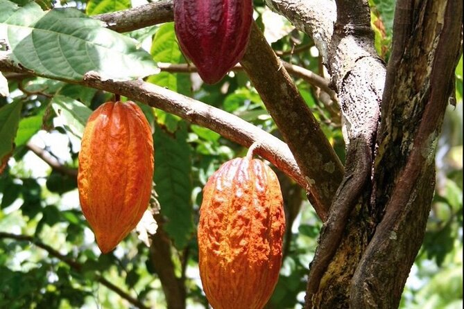 St Lucia Chocolate Making Marigot Bay & Souvenir Shopping - What You Learn, What You’ll Feel, and How to Prepare