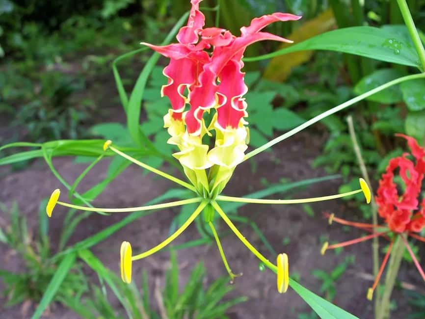 St. Lucia: Drive-in Volcano, Waterfall and Garden Day Trip - Key Highlights Worth Marking on Your Map