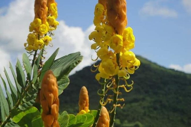 St Lucia Northern Island Tour - Why the North Tour Feels Easier Than Self-Driving