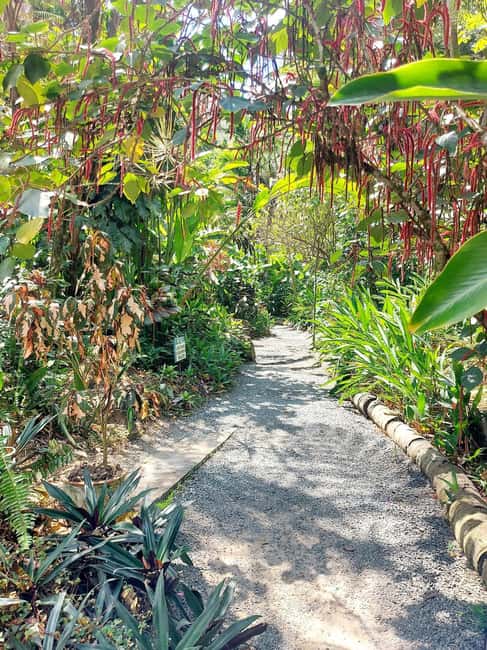 St. Lucia: Scenic Nature Hike & Botanical Garden Escape - Tete Paul Nature Trail hike, plants plus a sensible safety setup