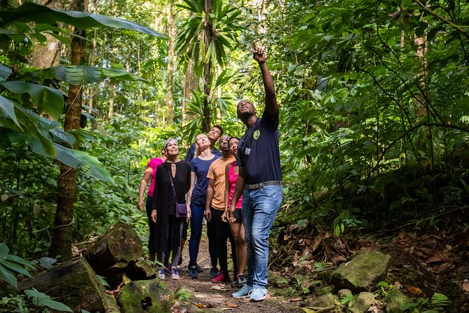 St Lucia Ultimate 3: Aerial Tram, Zipline and Hiking at Rainforest Adventures - Stop-by-stop: how the day flows