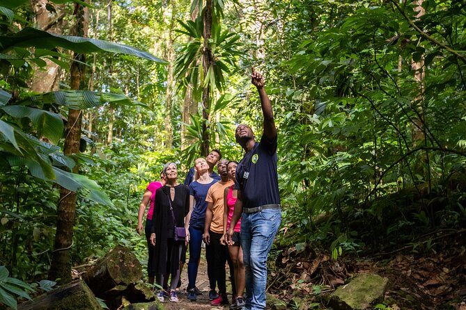St Lucia Ultimate 3 Package: Aerial Tram, Zipline and Hiking - Who this tour fits best (and who should think twice)