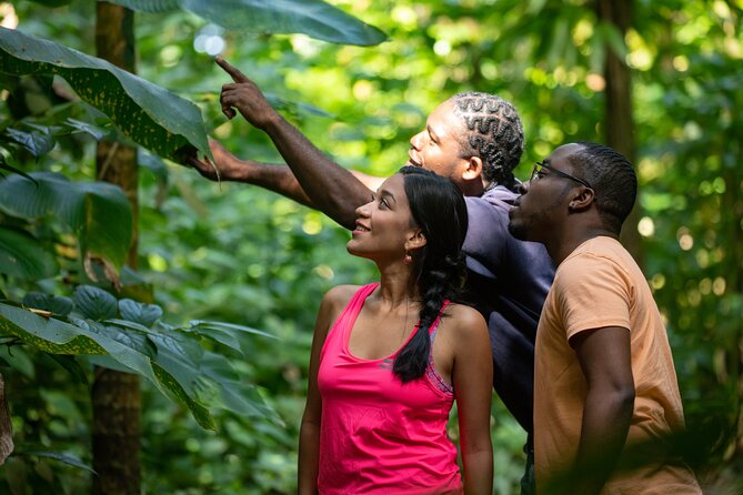 St. Lucia Zip line, Aerial Tram and Hiking tour Ultimate 3 - Views from the tram descent: St. Lucia north side panorama time