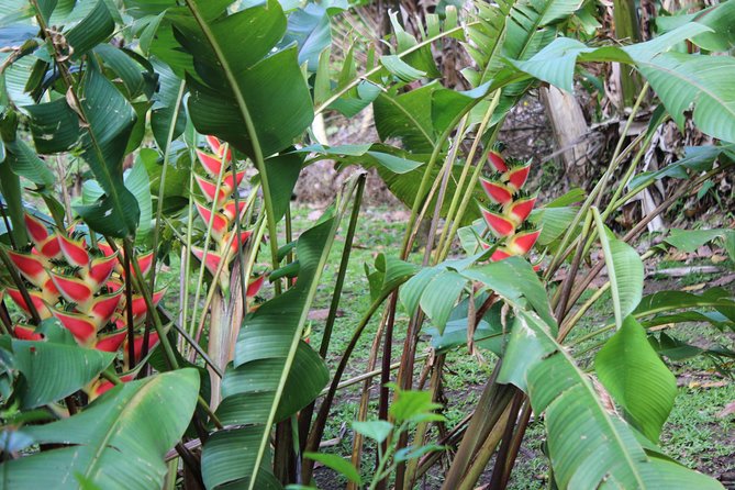 The Best of Saint Lucia Tour - Group Size and Guide Style: Why Small Feels Better Here