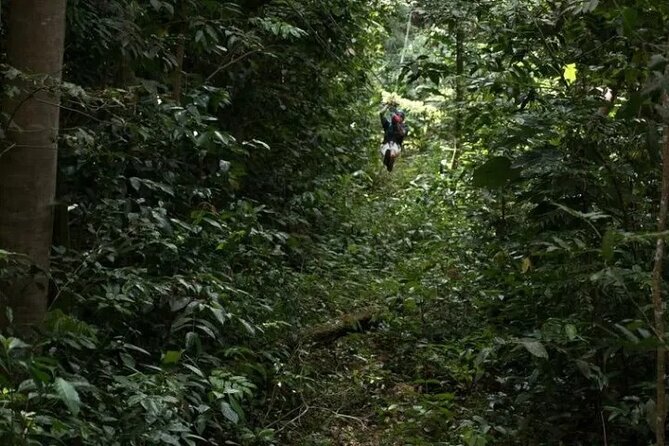 Treetop Adventure Park Canopy Tour - Views, moments, and why the course feels special