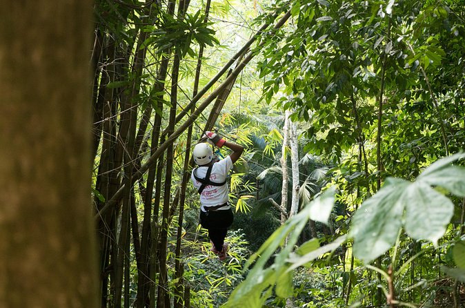 Treetop Canopy Adventure - Between Lines: Flora and Fauna Time With Your Guides