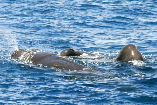Whale and Dolphin Watching Cruise in St Lucia - Key things to know before you board