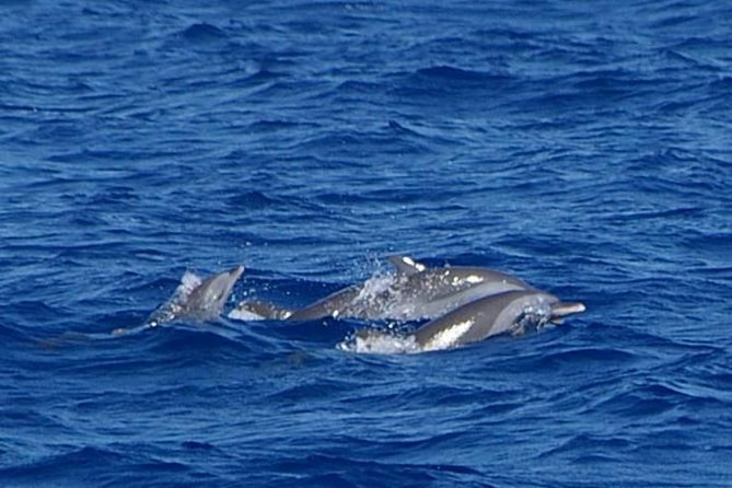 Whale and Dolphin Watching Cruise in St Lucia - Price and Value: Is $65 Worth It?