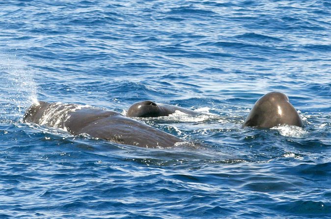 Whale and Dolphin Watching Cruise in St Lucia - Practical Tips to Boost Your Odds and Enjoy the Ride
