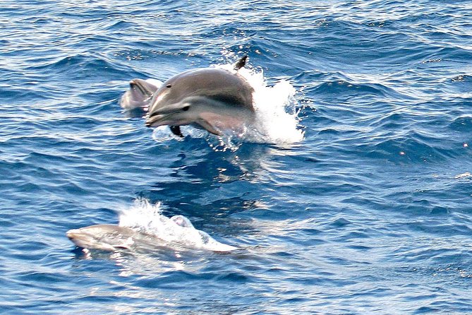 Whale and Dolphin Watching Cruise in St Lucia - The Cruise Pattern: Searching, Learning, Then Repositioning